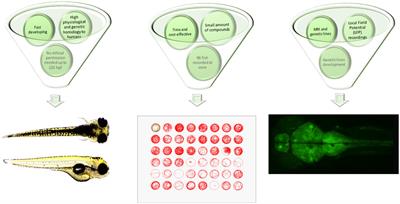 Zebrafish as a robust preclinical platform for screening plant-derived drugs with <mark class="highlighted">anticonvulsant</mark> properties—a review